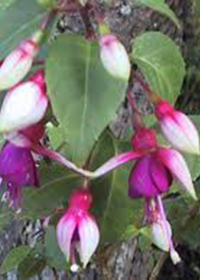 Fuchsia 'Delta's Angelique'